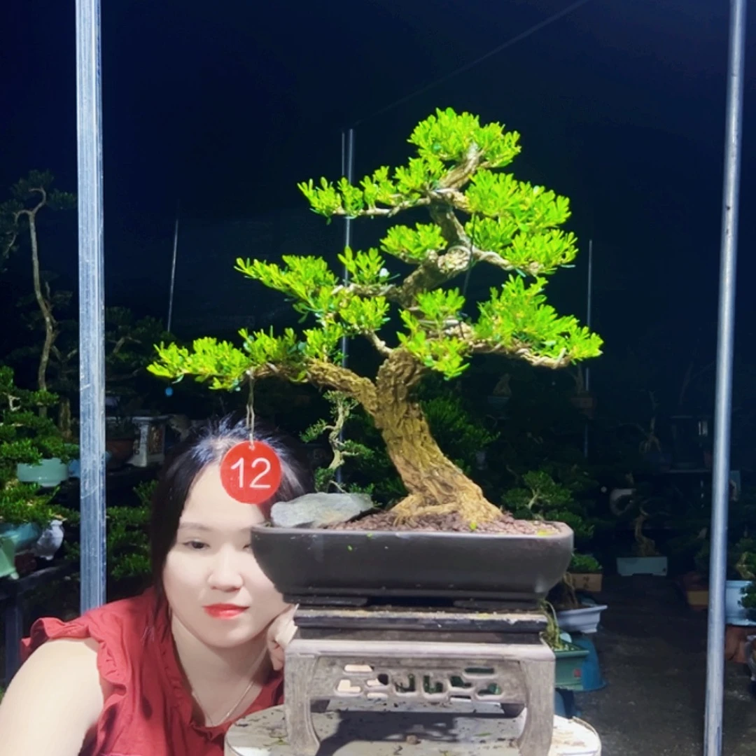 如***姐无花朵黄杨木