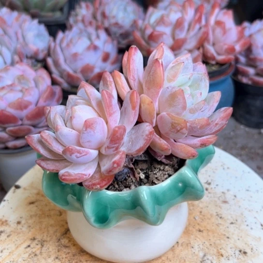 多头橙梦露多肉带盆