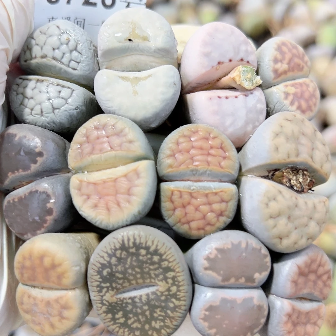 8726 好养易活生石花大母本12个大长腿有点干特价处理