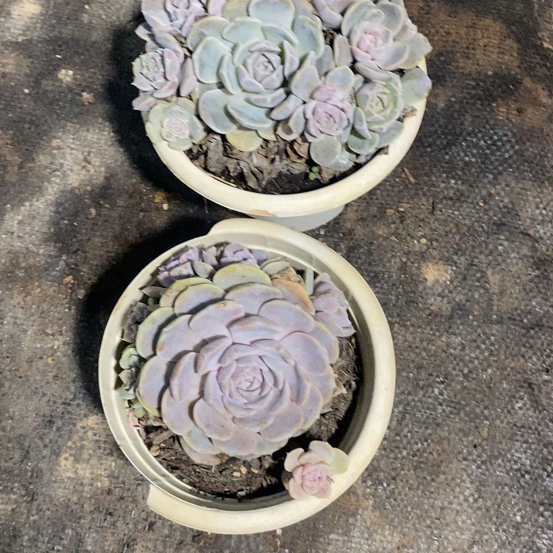 吾***衣汉堡2盆带盆带土多肉