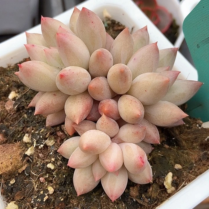 多肉植物车厘子1521