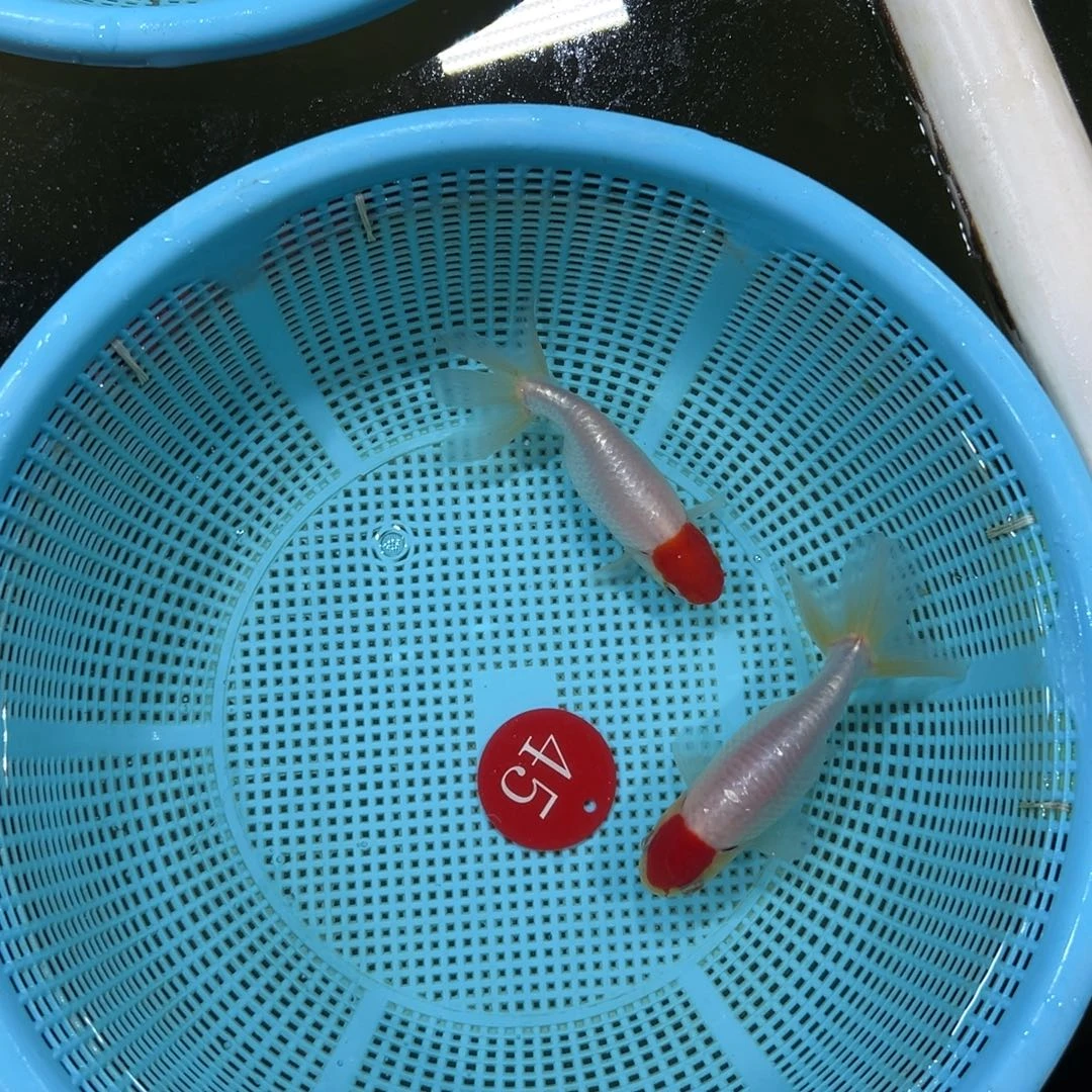 爱***毅金鱼45号。宫娥2条