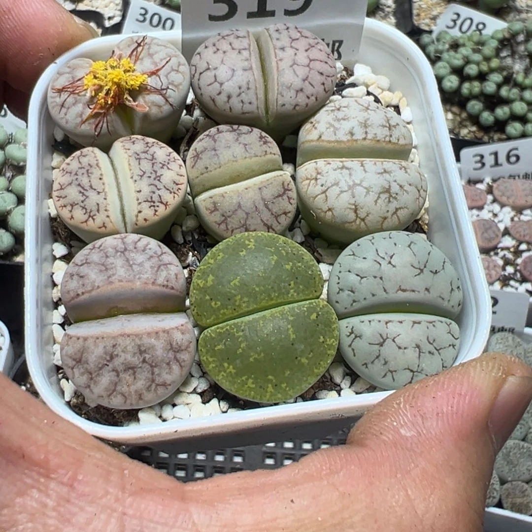 【闪购商品】 319。