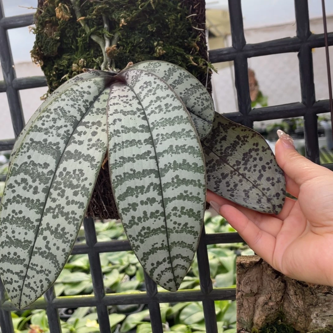 当前无花栽培后可以开花