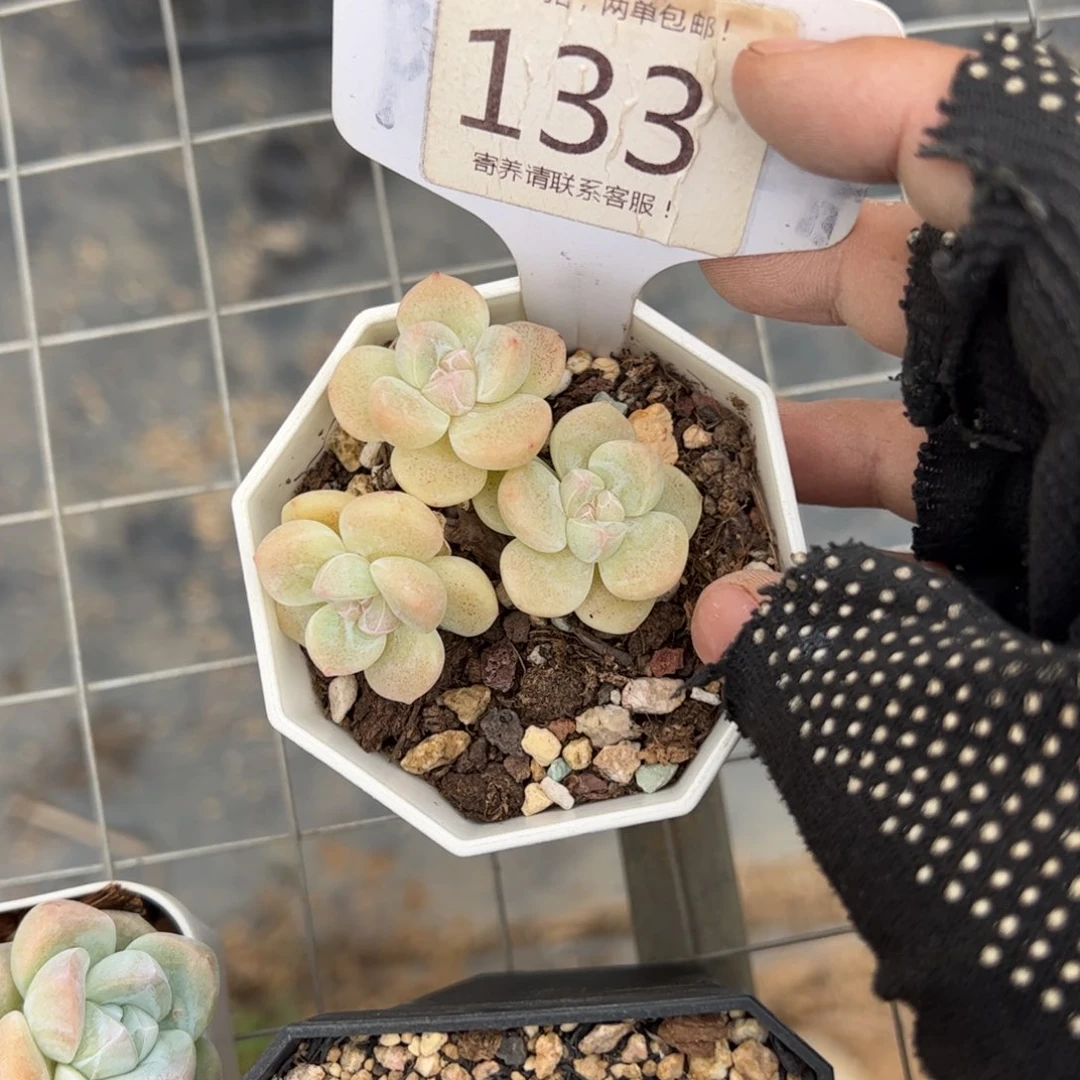 ㋛***儿133号多肉植物