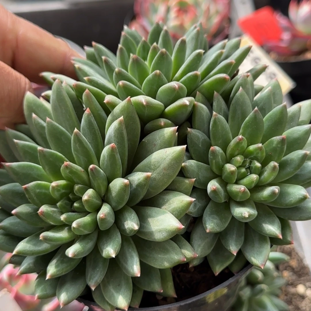 青花瓷惊鸿一物一拍包装收缩花旱
