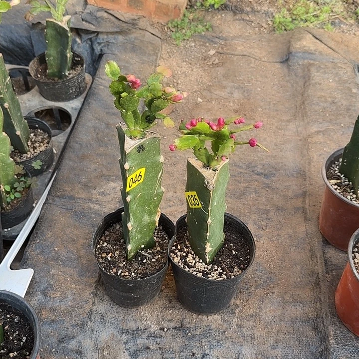 ༺***༻046+035嫁接蟹爪兰：红+粉