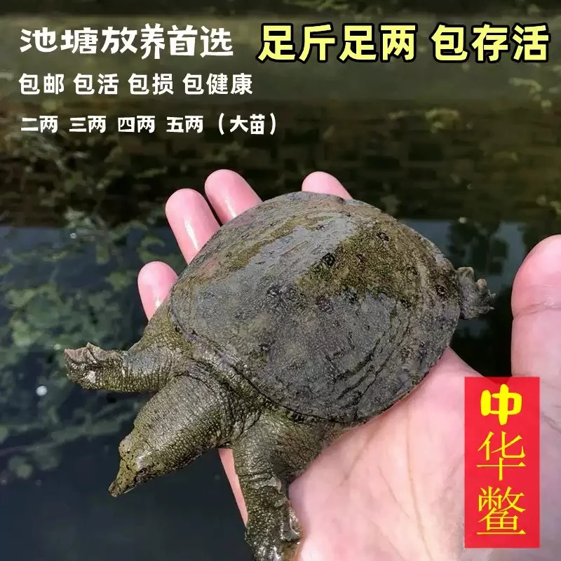 甲鱼苗活体外塘养殖小甲鱼本地中华鳖鳌苗王八团鱼水鱼苗王八甲鱼