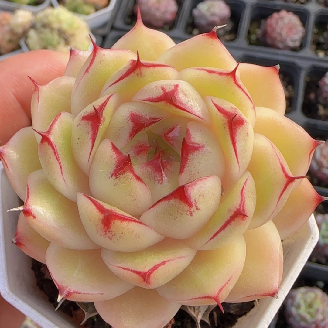 油腻包子体麦秆单头