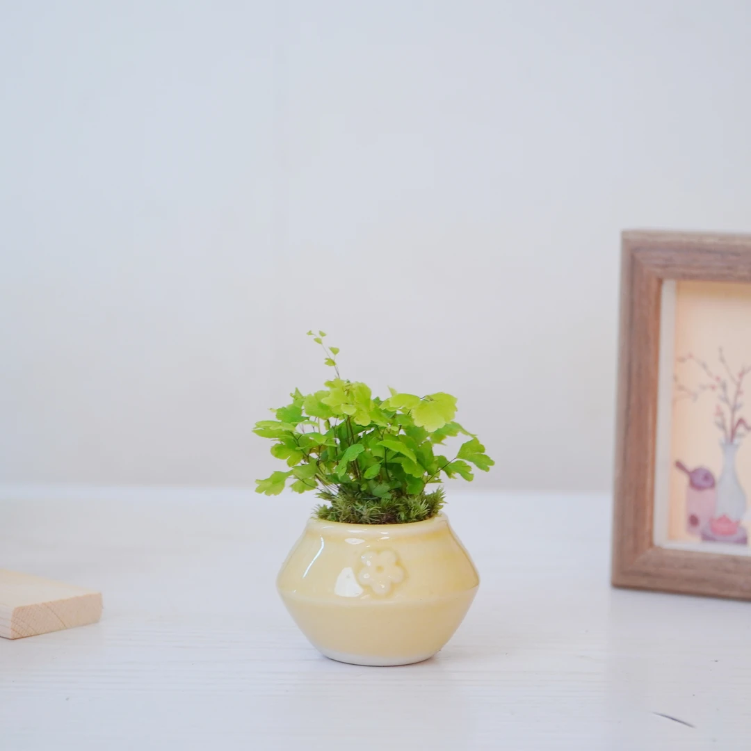 银杏铁线蕨室内办公迷你绿植清新空气驱蚊绿植