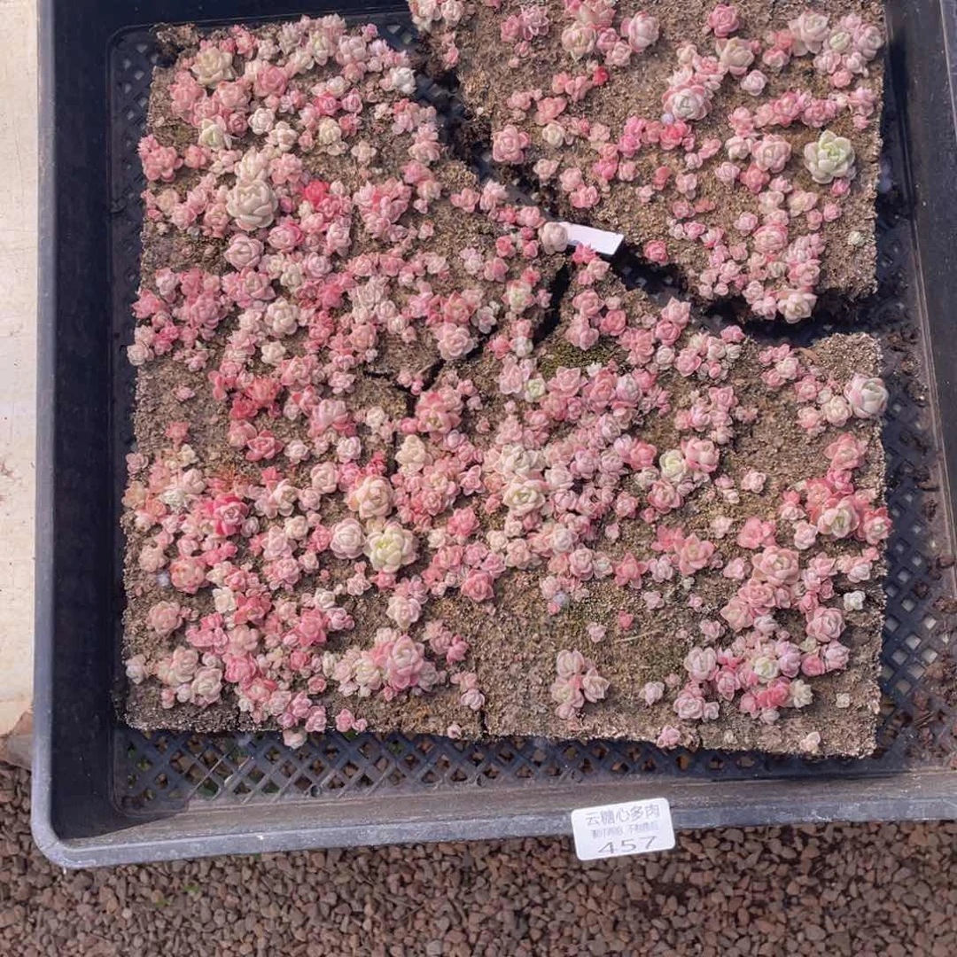 云糖心多肉植物457