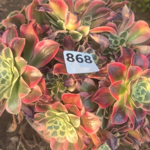 一****8法师雨花石18-13