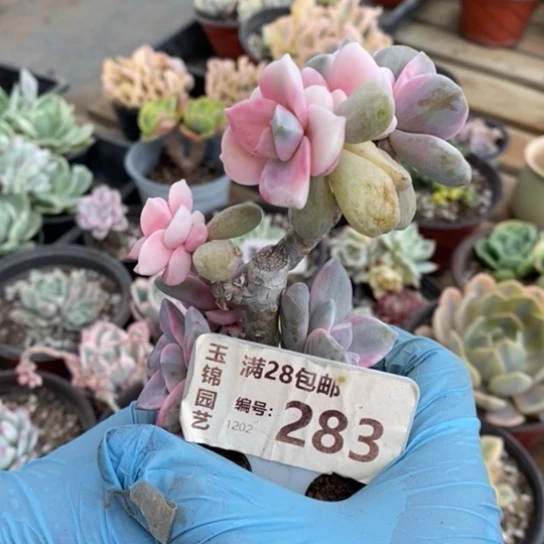 283一一一一一一一一一