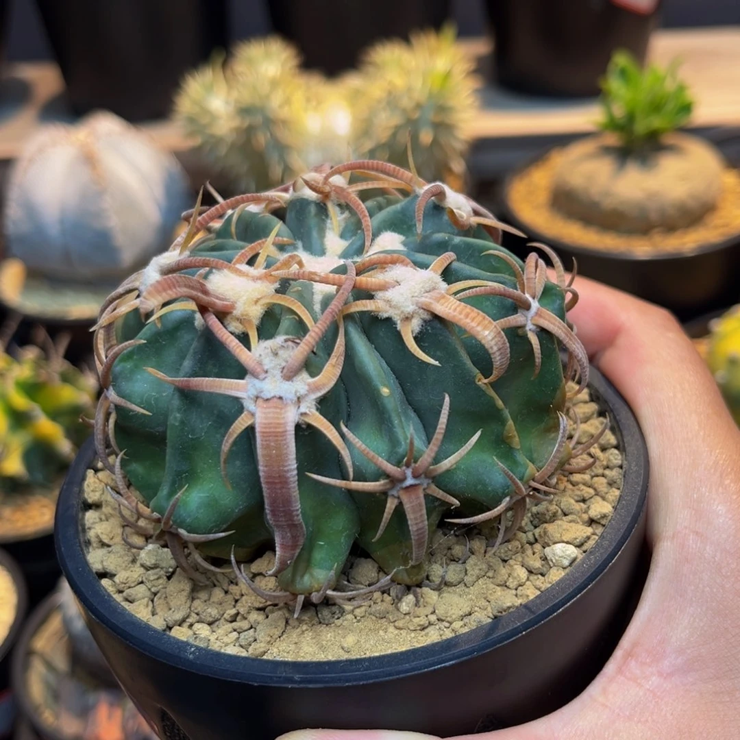 自根凌玻Zzzzzzzzzzzzzzzz