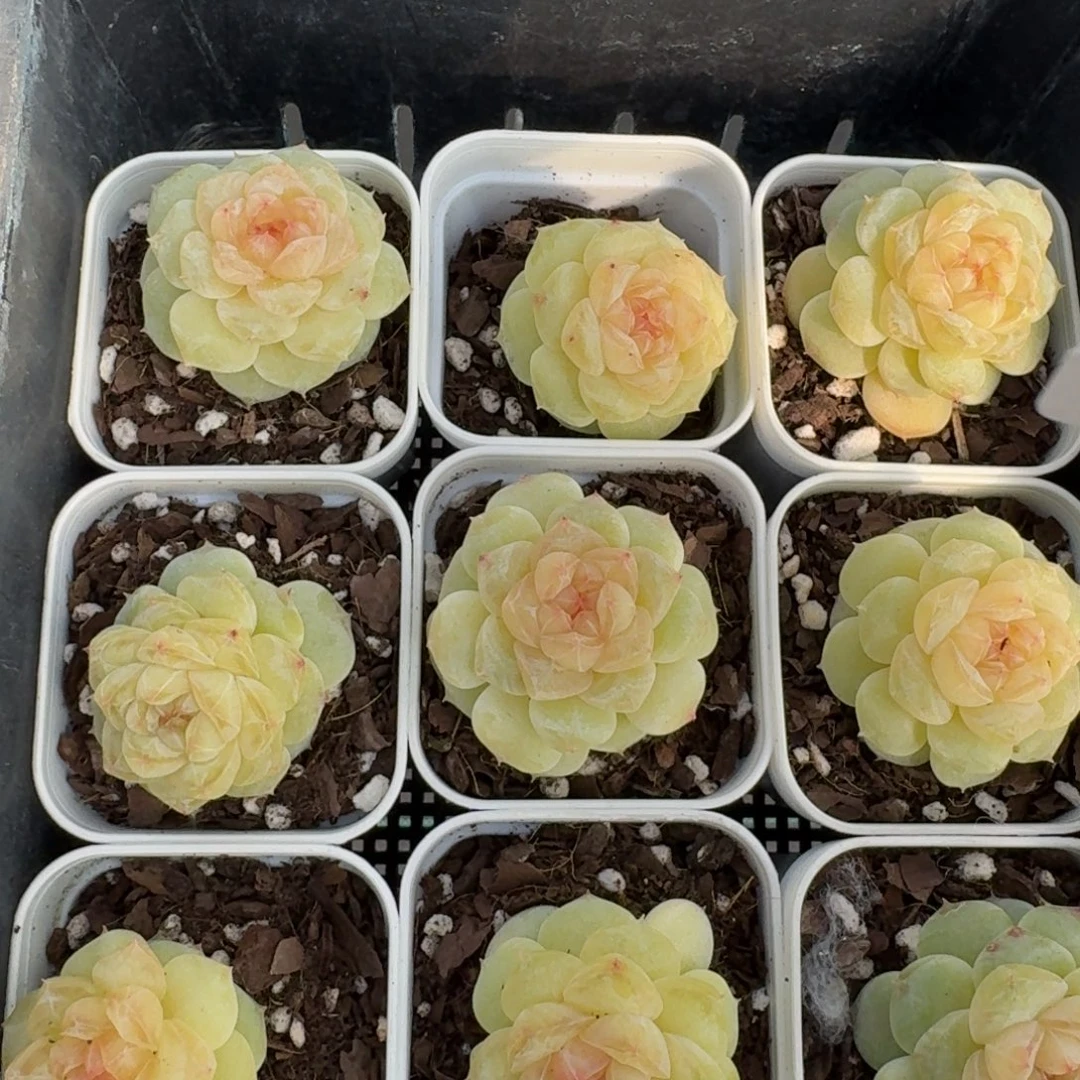 1214-22-白钻单头量拍多肉