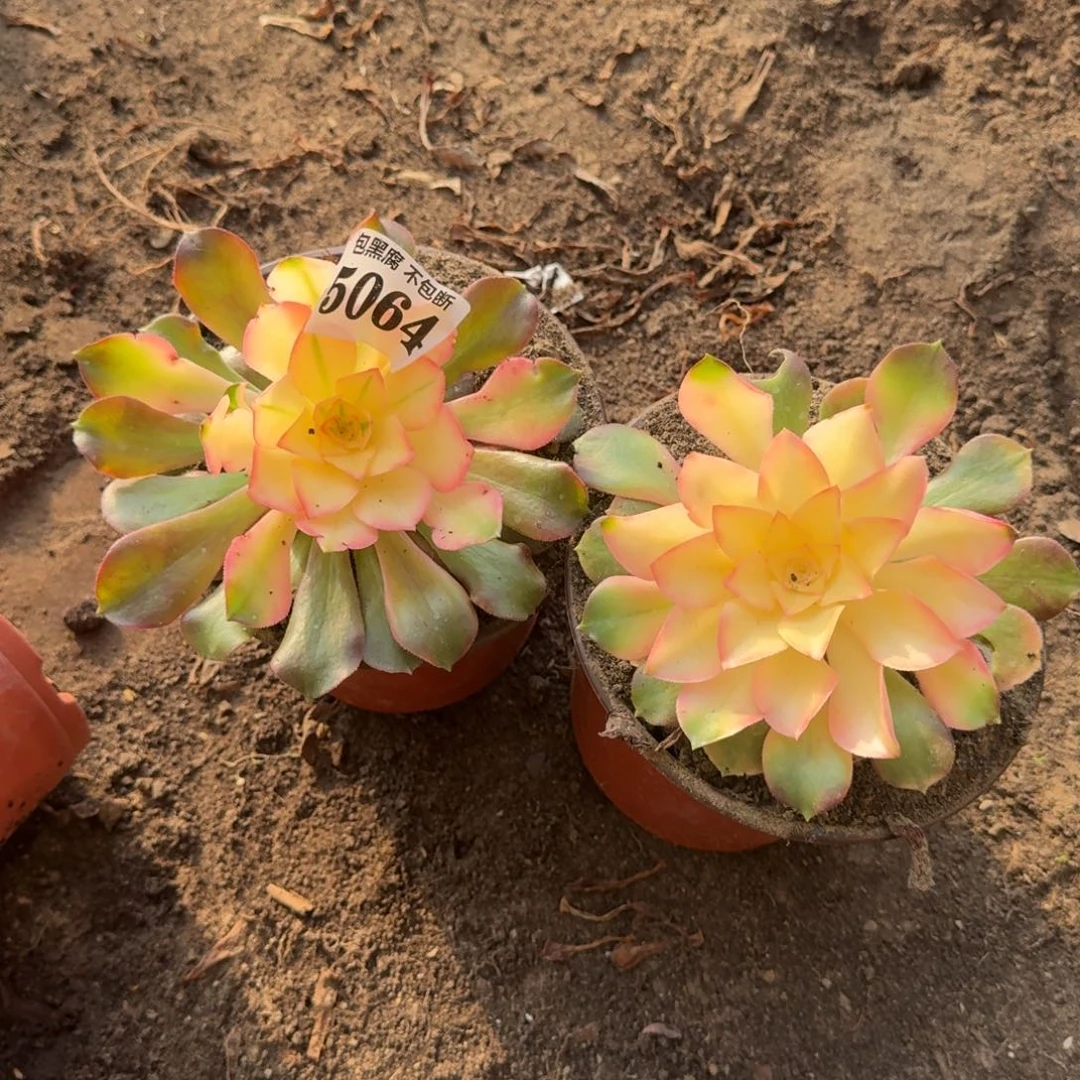 法师香妃小苗5064 19-17