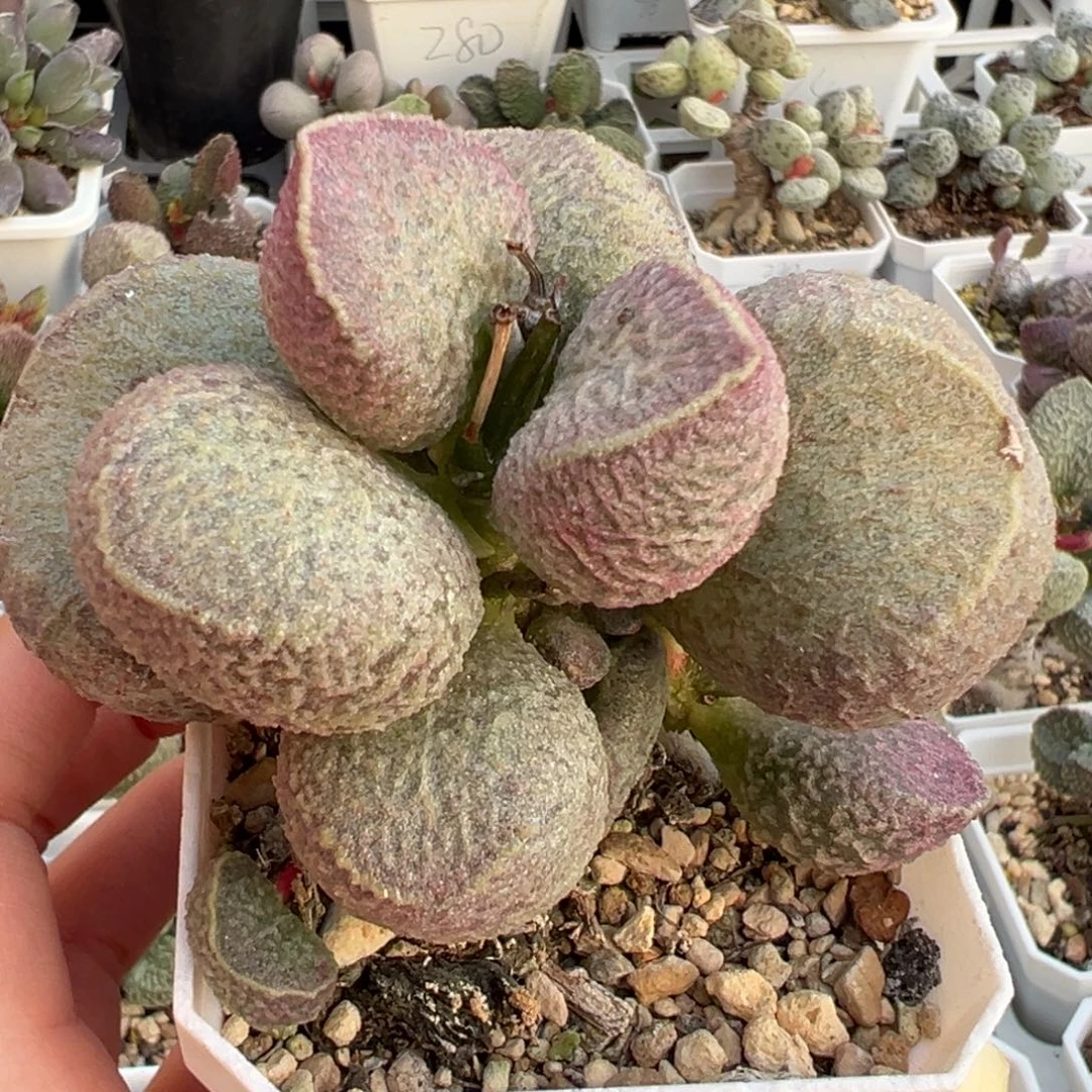 哈莫猪肝老桩多肉植物水泡