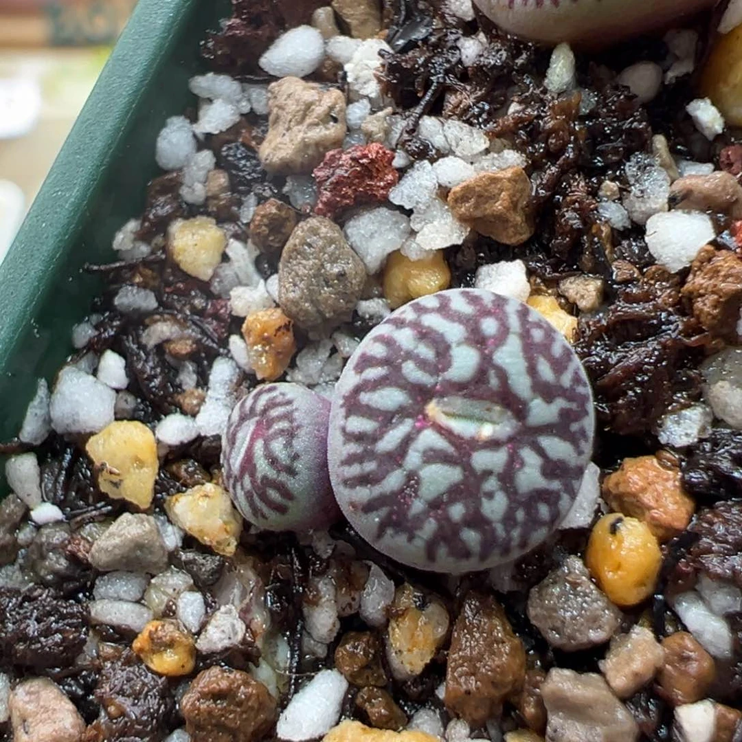 217。青蛙优选超墨