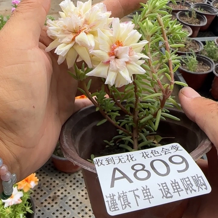 当前无花朵，栽培后可花朵A809超小苗盆口10cm