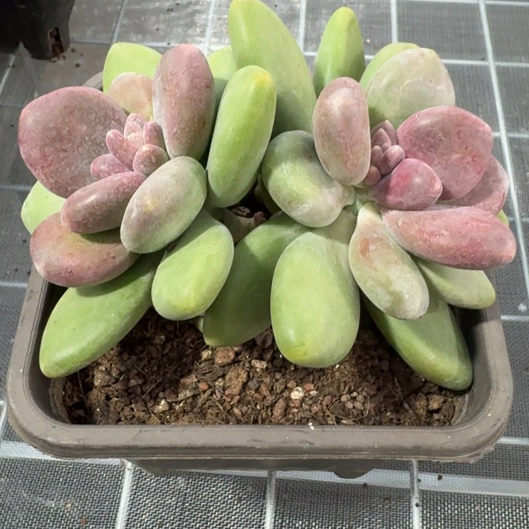 从前慢多肉编号芒果奶