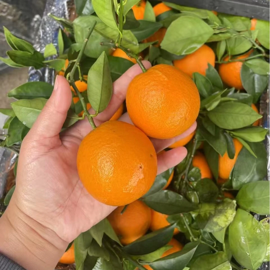 桂林橙子新鲜夏橙现摘水果酸甜可口薄皮橙子产地直发批发特产夏橙