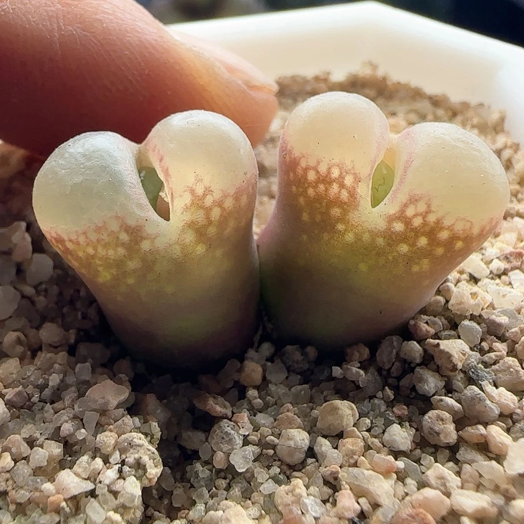 茳**姐28包邮脱土发货27118