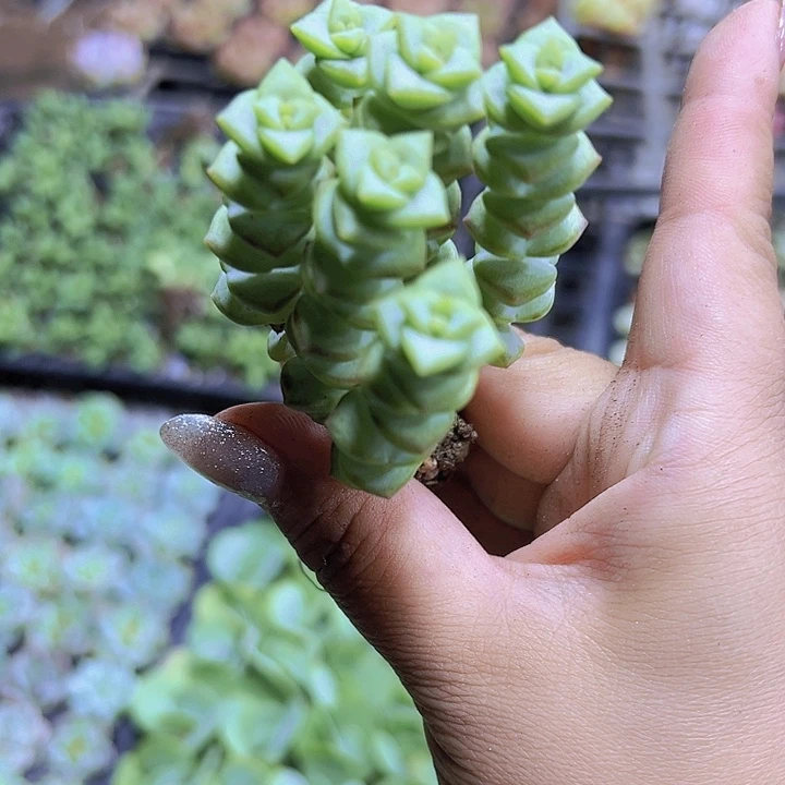 钱串3群19包邮多肉植物苗