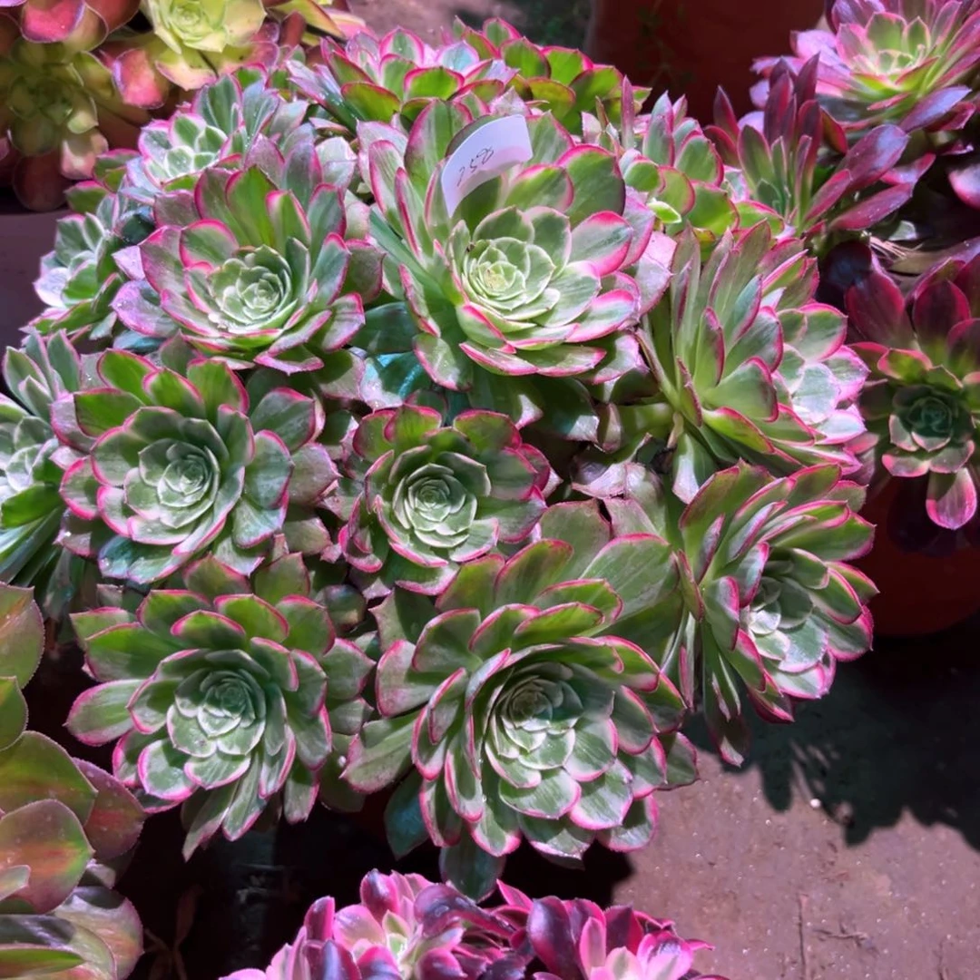 多肉植物莲花258
