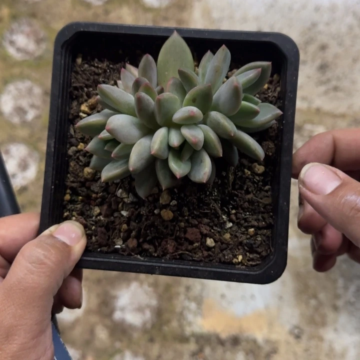 拾***月莱万特 群生 一物一拍