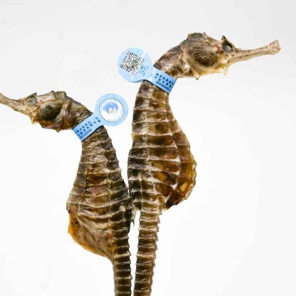 12-13克一对足干海马干货正品公母搭配可煲汤专用泡酒做汤料