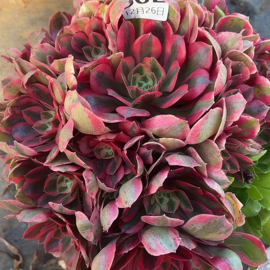 12.26-2女妖多肉植物