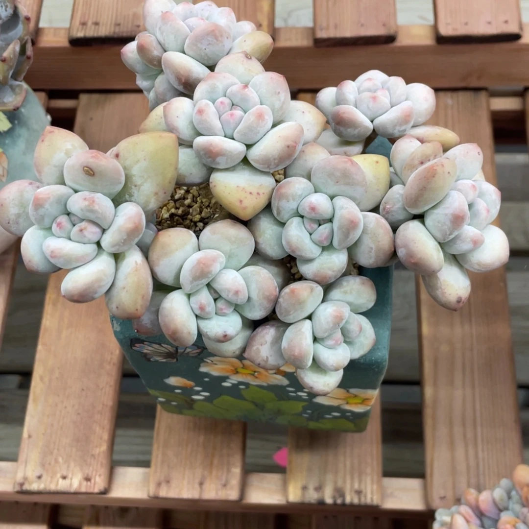 奶酪体香水群生无砍无摘