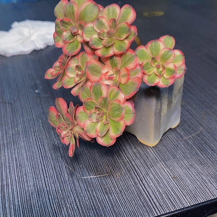 带盆纳福多肉植物