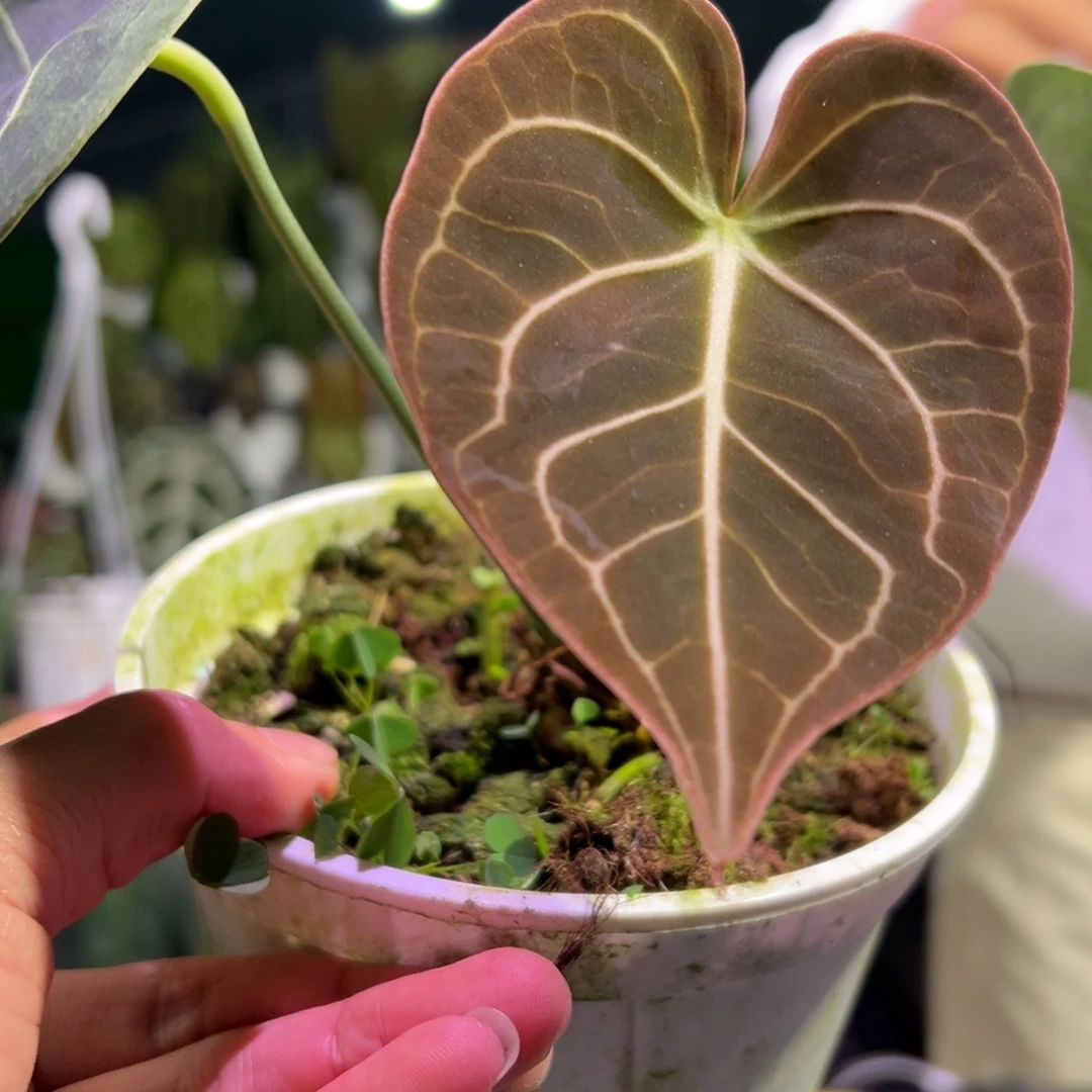 完全开放克莱恩花烛