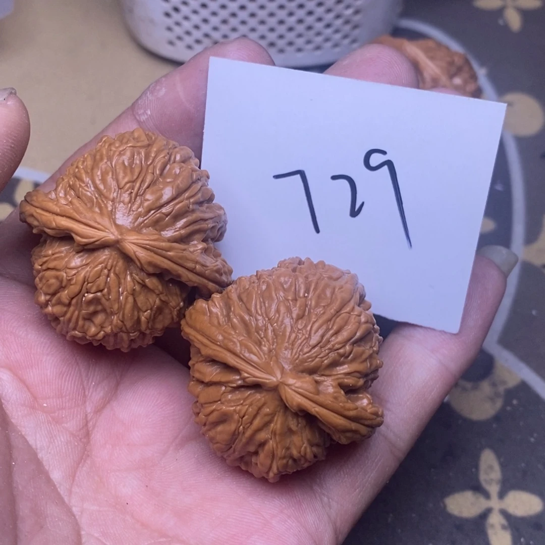 核桃白狮子尺寸40