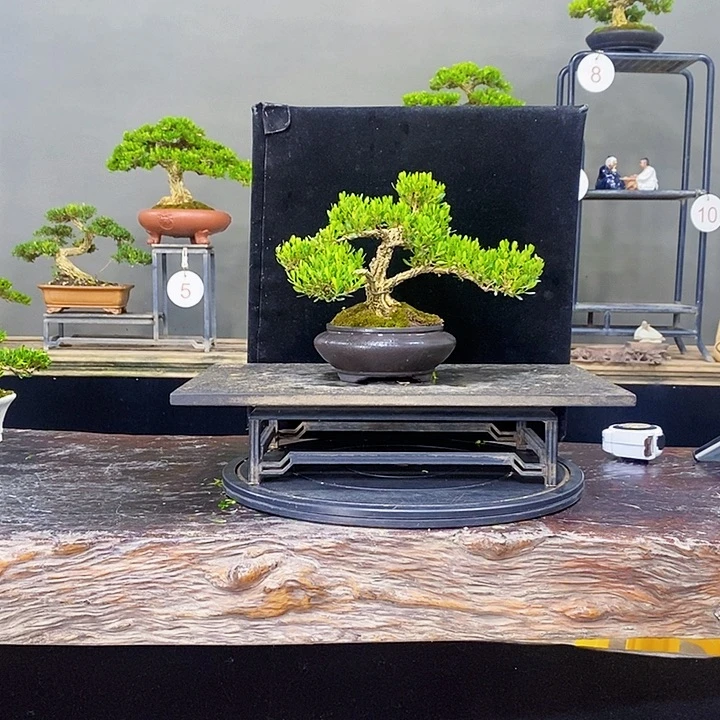 无花朵黄杨盆景四季常青