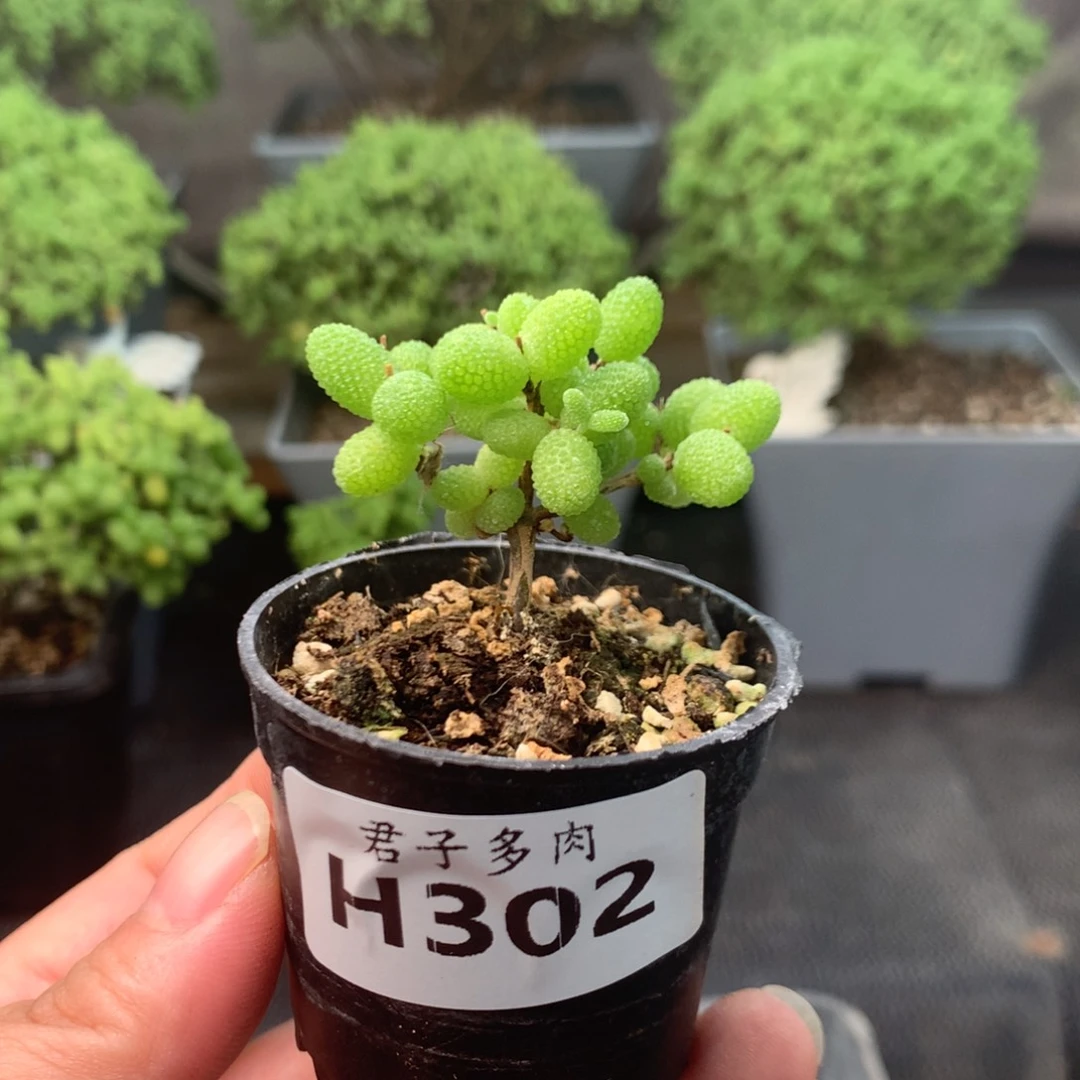 302金橘。