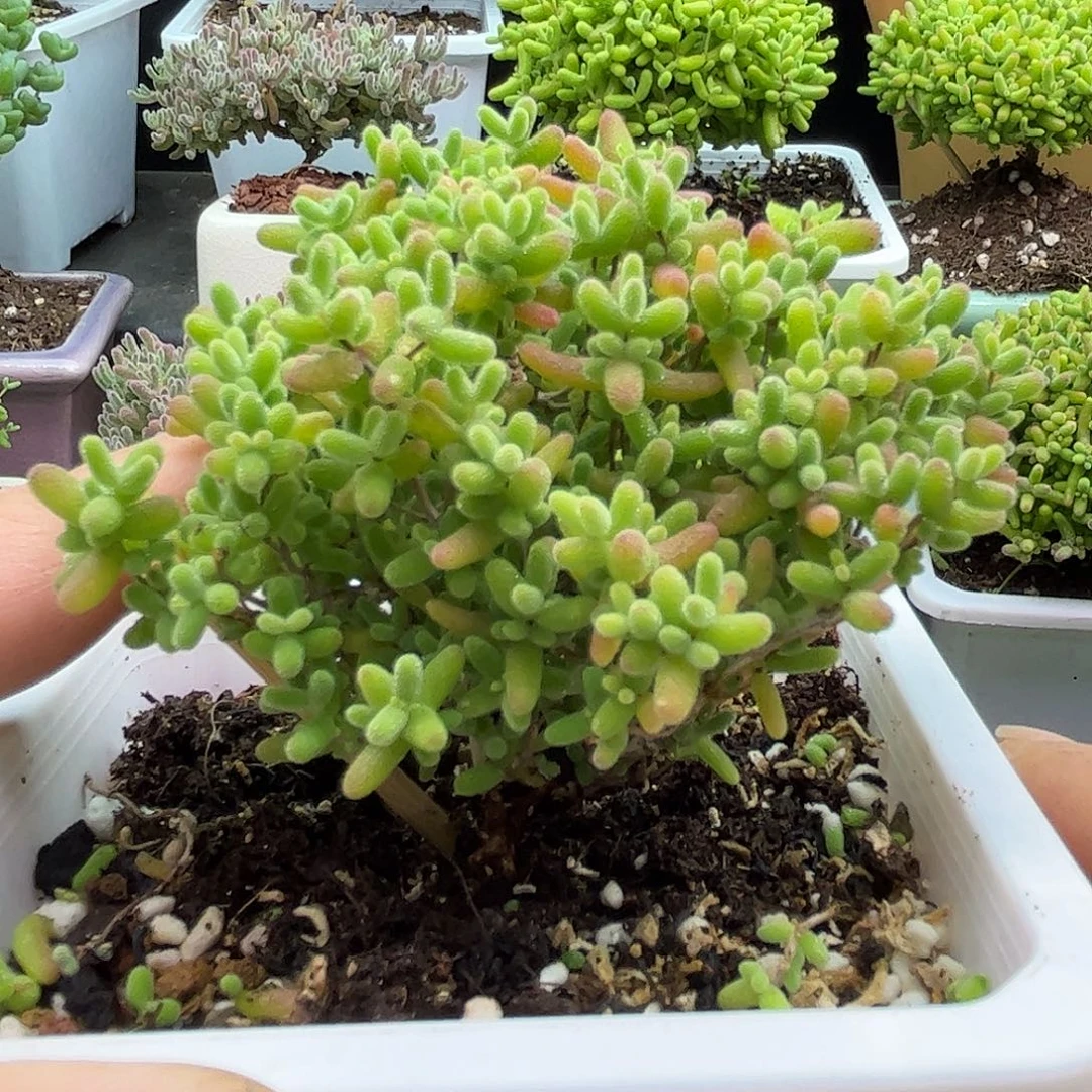 蜜桔糖球优选枝干番杏