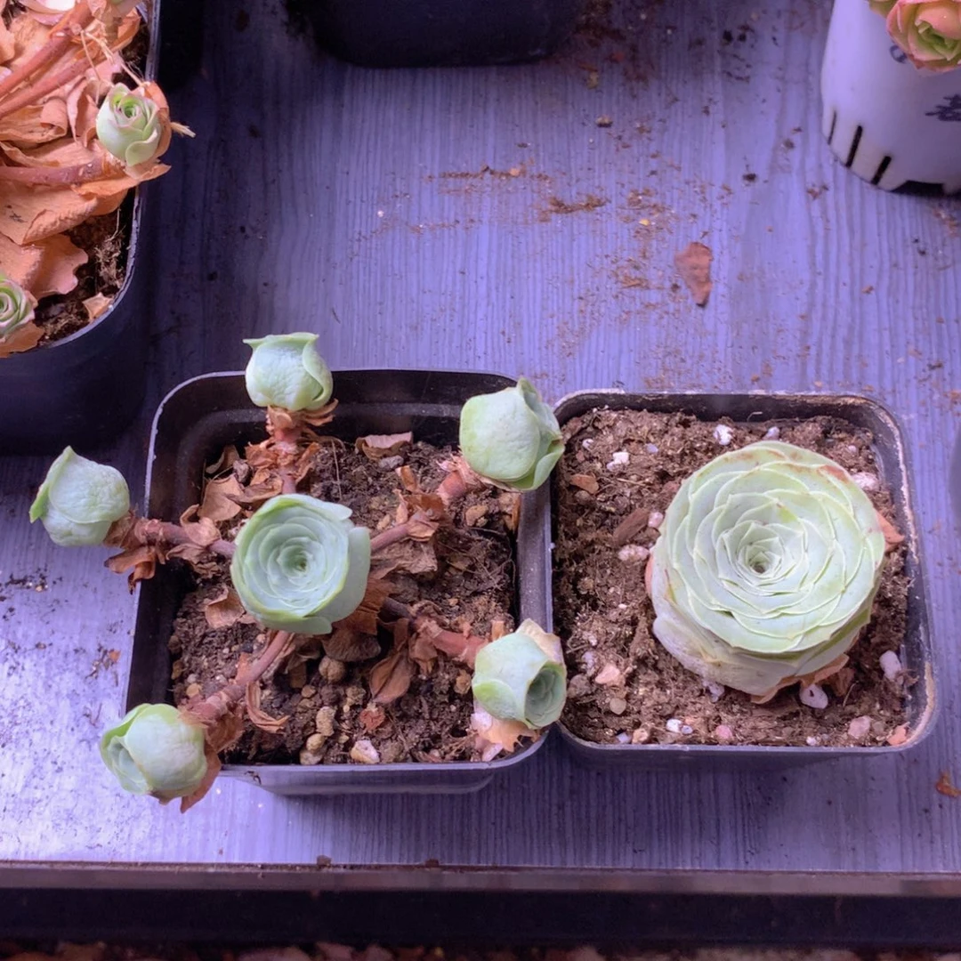 一物一拍组合福利399