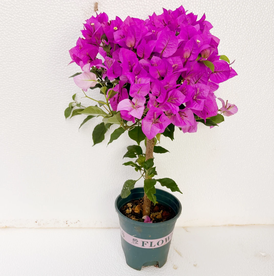 云南紫三角梅加仑盆（运输途中会掉花掉叶折枝条  介意的不要拍）