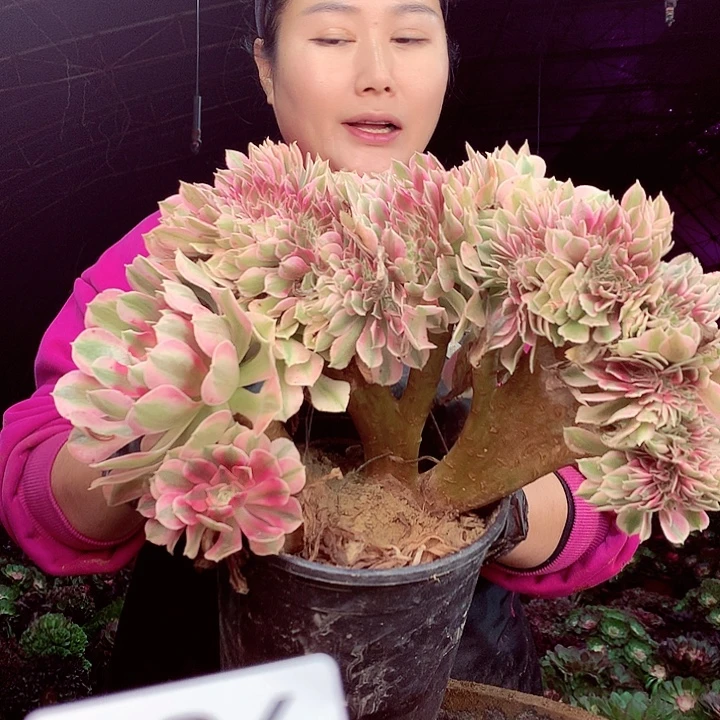 柒柒精品多肉脱土发货不包断侧枝986