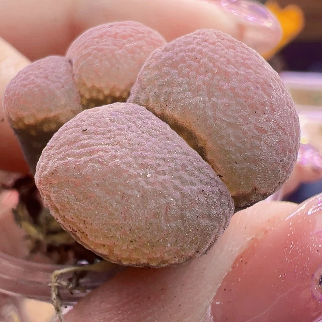 冷****冷冷特特特特特特特