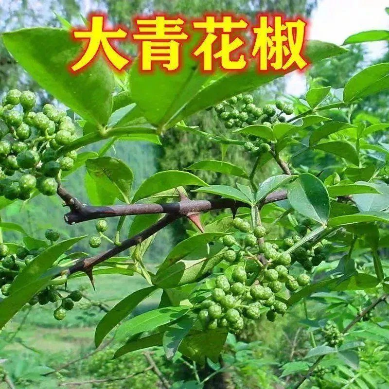 大青花椒树苗花椒树无刺花椒苗大红袍狮子头青椒麻椒花椒苗