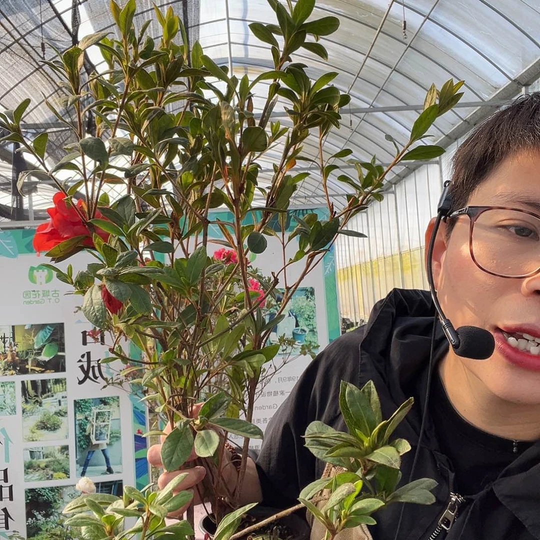 庄***光完全开放余烬两颗杜鹃