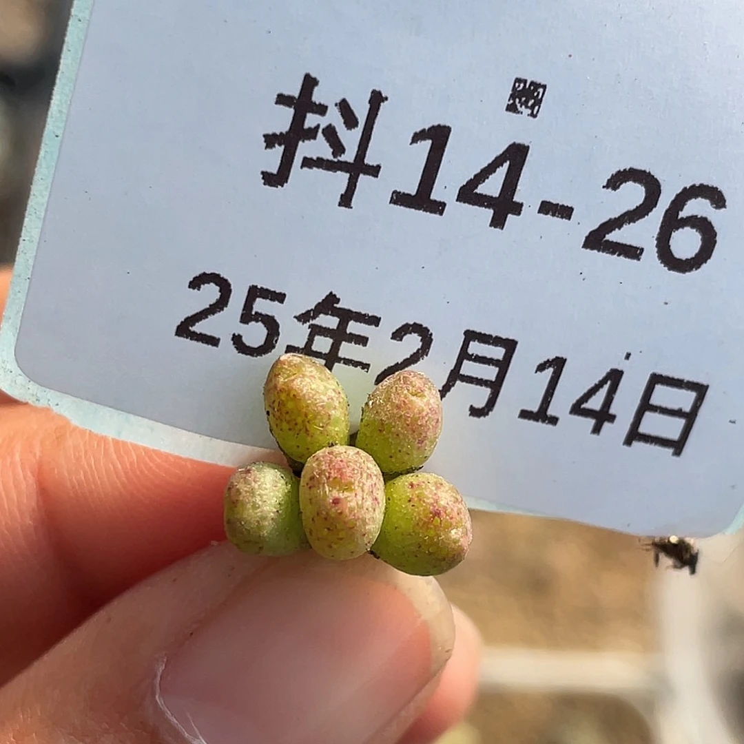 14-26斑马多肉植物