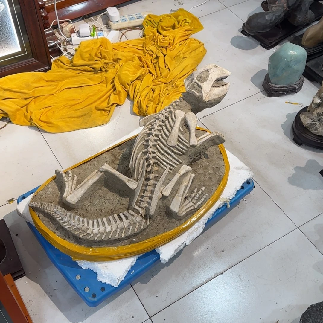 鼎***超鹦鹉嘴龙摆件一个