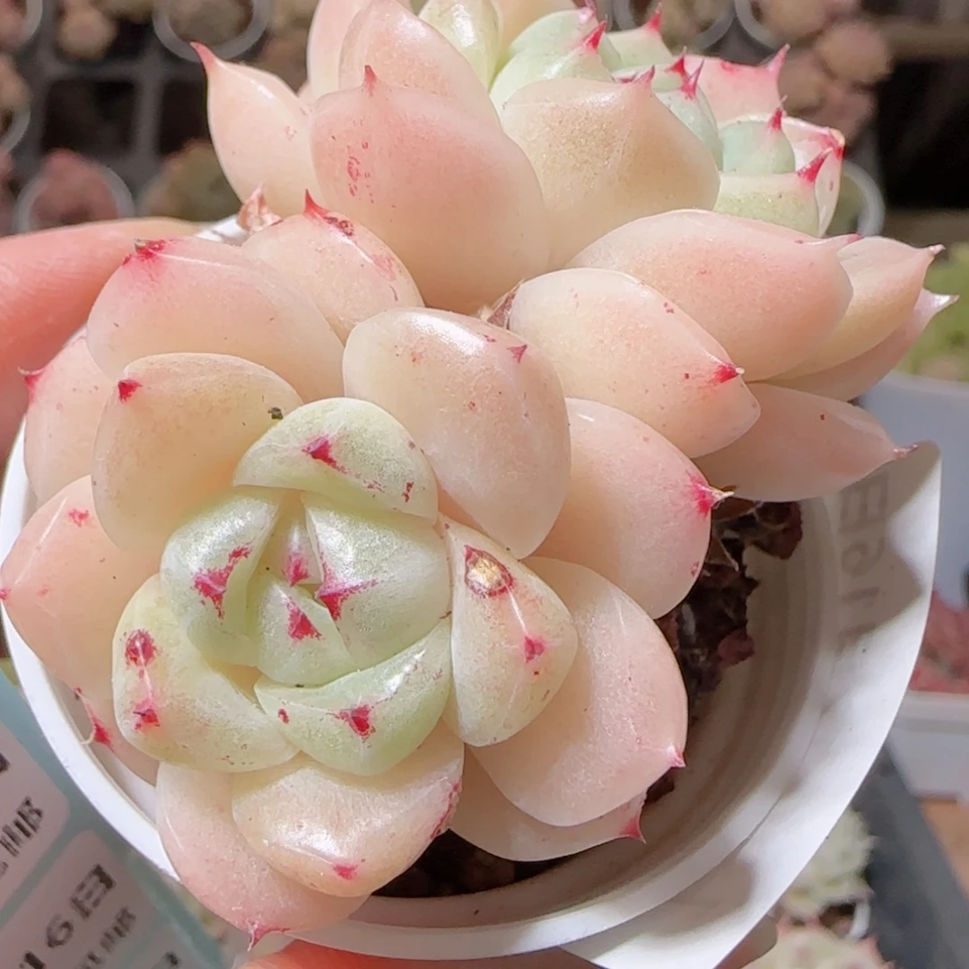 花语多肉1216-198叶伤散