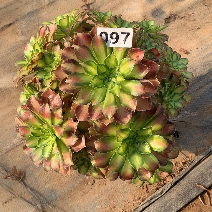 多肉植物韶华097号