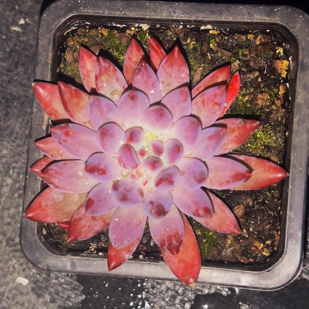 桔云多肉美人精品系列