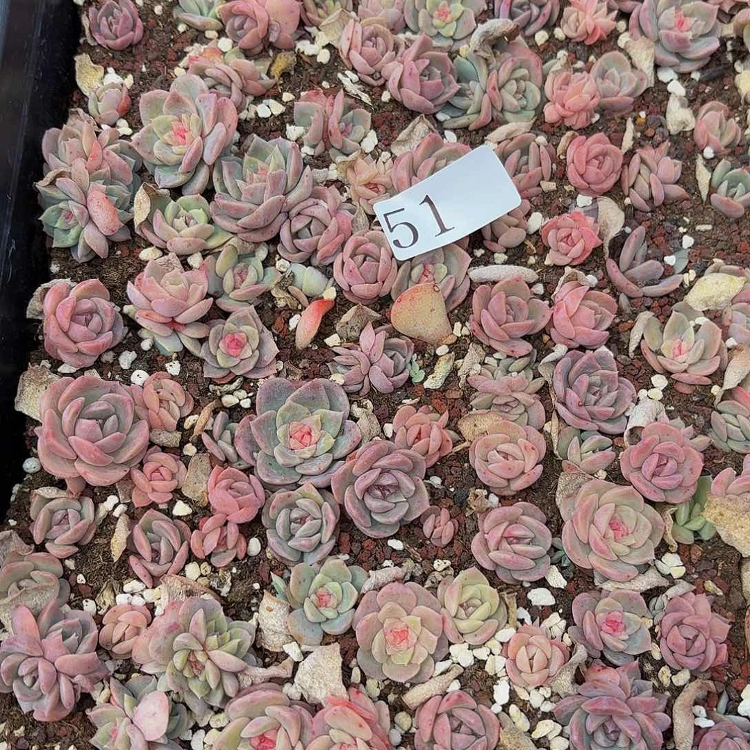 ?*?多肉植物多肉植物51